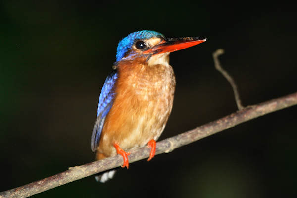 Blue-earedKingfisher_Sukau_0254 (128)_m.jpg